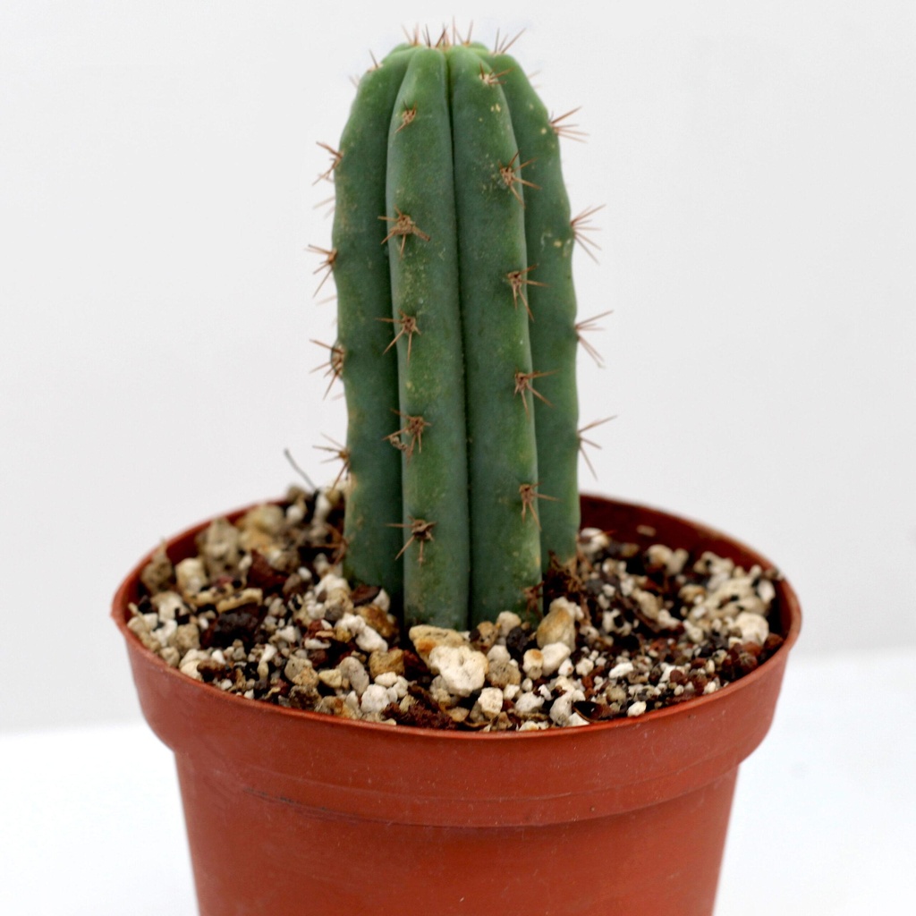 Cactus San Pedro