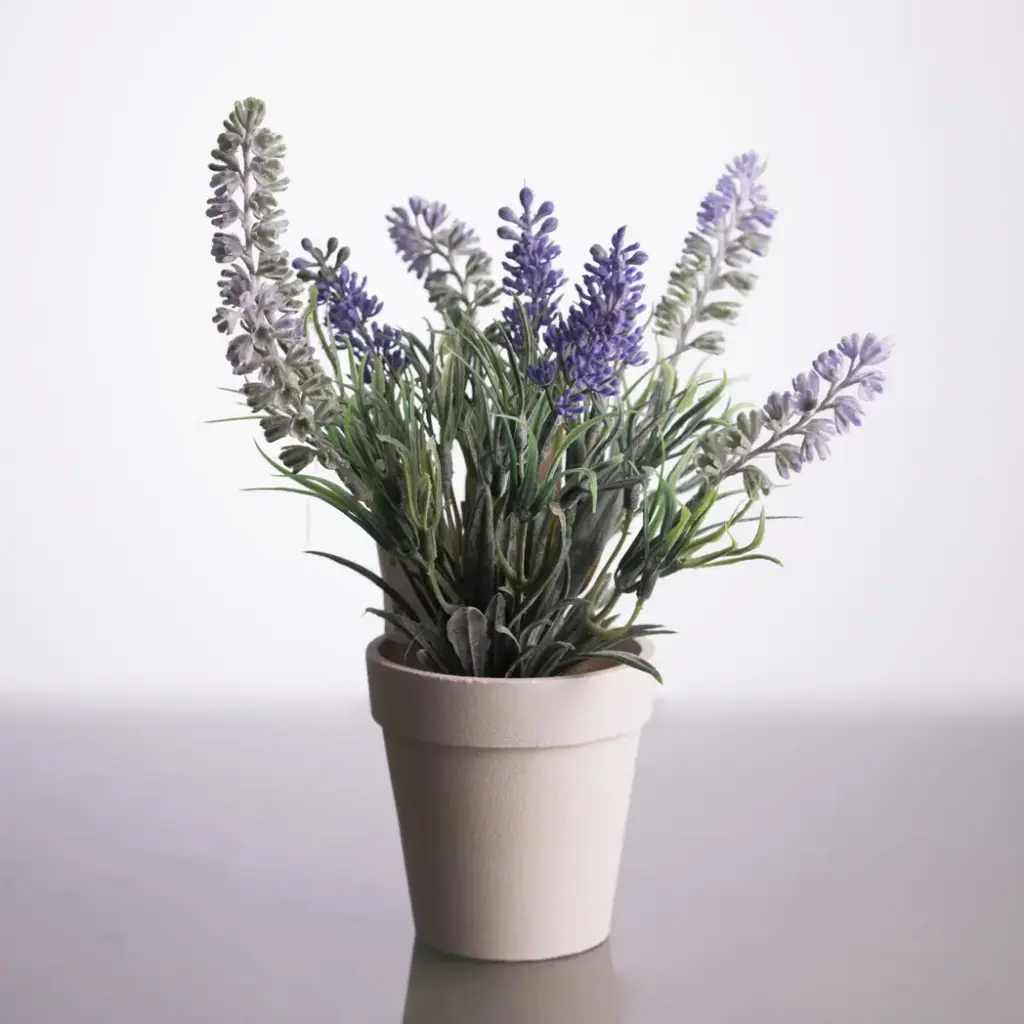 Lavanda