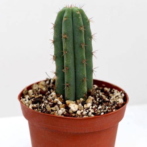 Cactus San Pedro