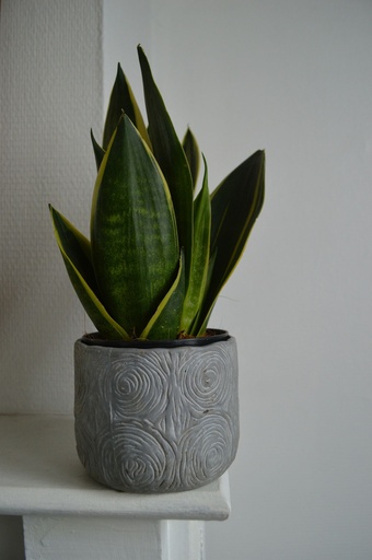 Sansevieria