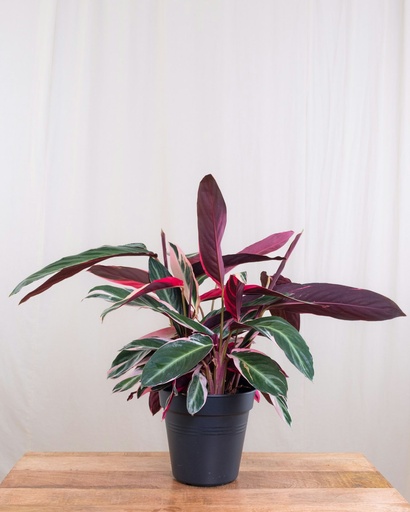 Calathea Medallion