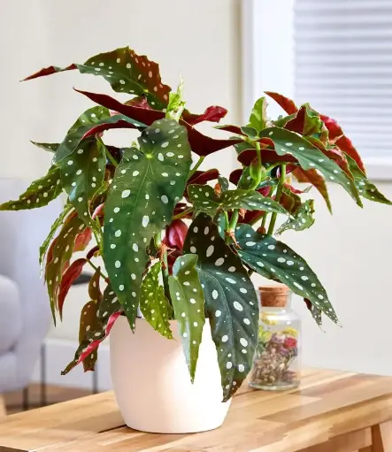 Begonia Maculata