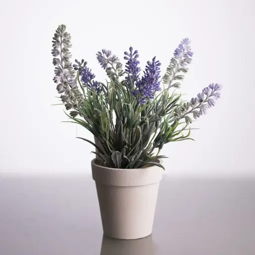 Lavanda