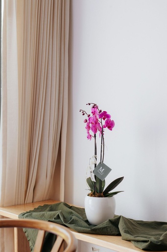 Orquídea